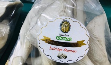 Uludere’de istiridye mantarı hasadı yapıldı