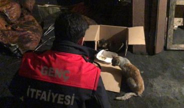 Yaralı kedi tedavi altına alındı