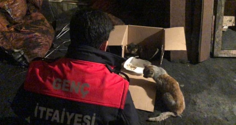 Yaralı kedi tedavi altına alındı