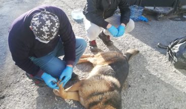 Yaralı köpek tedavi altına alındı