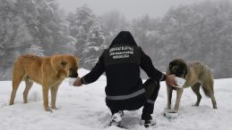 Yavru köpekler donmaktan kurtarıldı