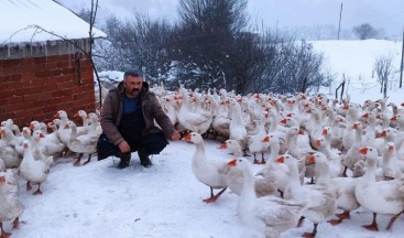 Ordu’nun Yaylaları Kazlarla Şenlendi