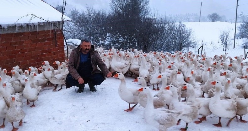 Ordu’nun Yaylaları Kazlarla Şenlendi