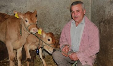 Yeni yılın ilk buzağılarına korona aşısını bulan Türk çiftin isimlerini verdi