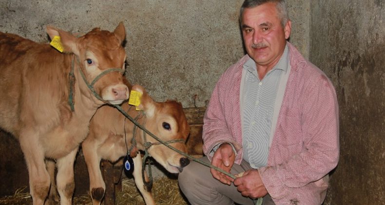 Yeni yılın ilk buzağılarına korona aşısını bulan Türk çiftin isimlerini verdi