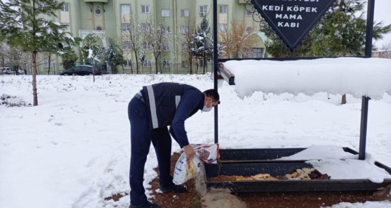 Yenişehir Belediyesinden sokak hayvanlarına barınak ve mama takviyesi